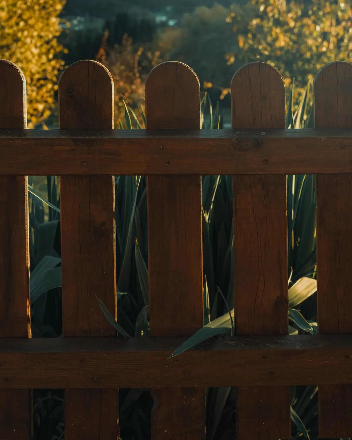 Fence pickets in warm golden-hour light